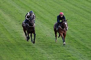 Class colts gallop at Moonee Valley